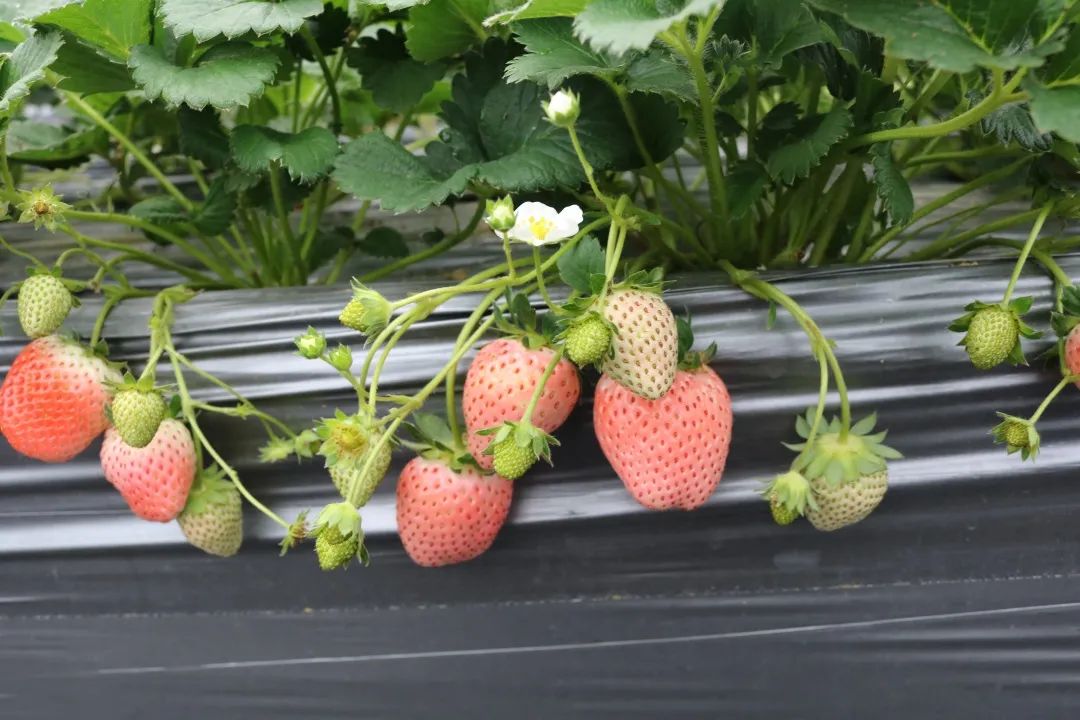 抖音冬天的第一颗草莓表情包 抖音冬天的第一颗草莓表情包