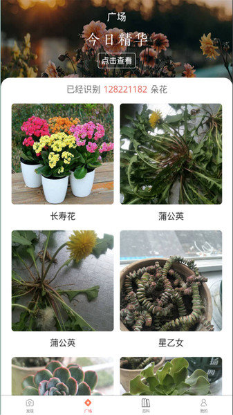 花朵识别